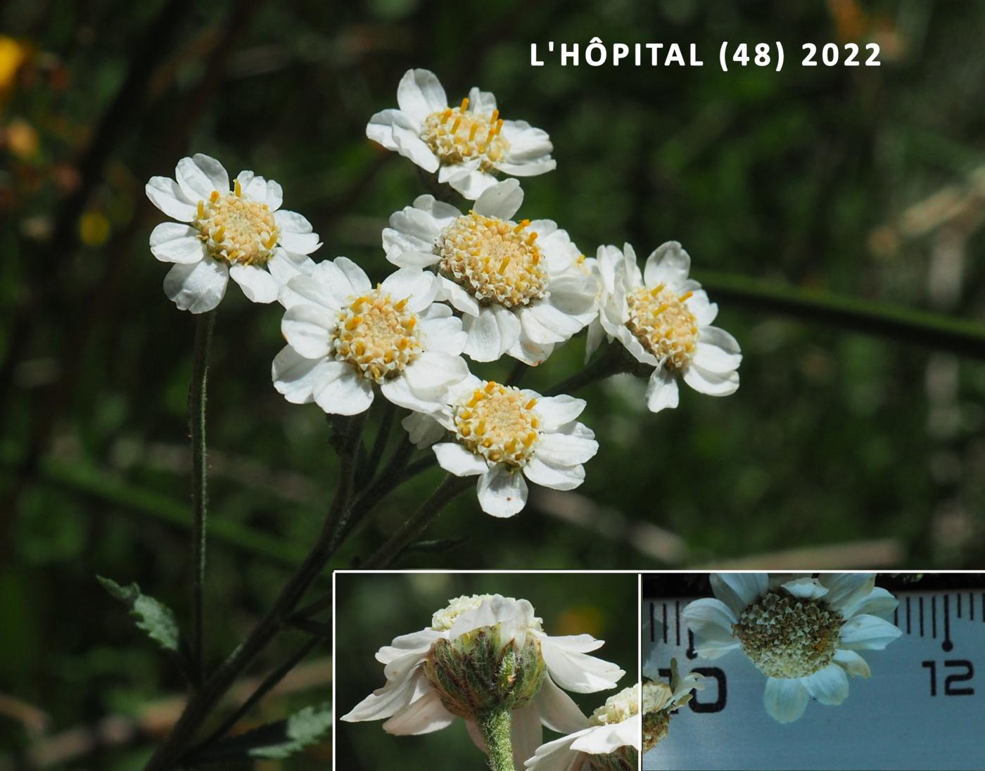 Sneezewort, Pyrenean flower